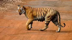 సఫారీకి ఇదే బెస్ట్‌ టైం..