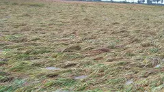 వరి రైతును కోలుకోలేని దెబ్బకొట్టిన మిగ్‌జాం