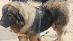 వామ్మో.. ఈ కుక్క ఖరీదు రూ.20 కోట్లా!