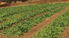 తెలంగాణలో డబ్బుకాసే నారు పెంచిన ఆంధ్రా కౌలు రైతు...