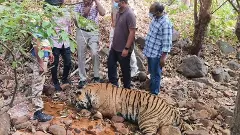 కాగజ్ నగర్ కారడవిలో  పులి హత్య?