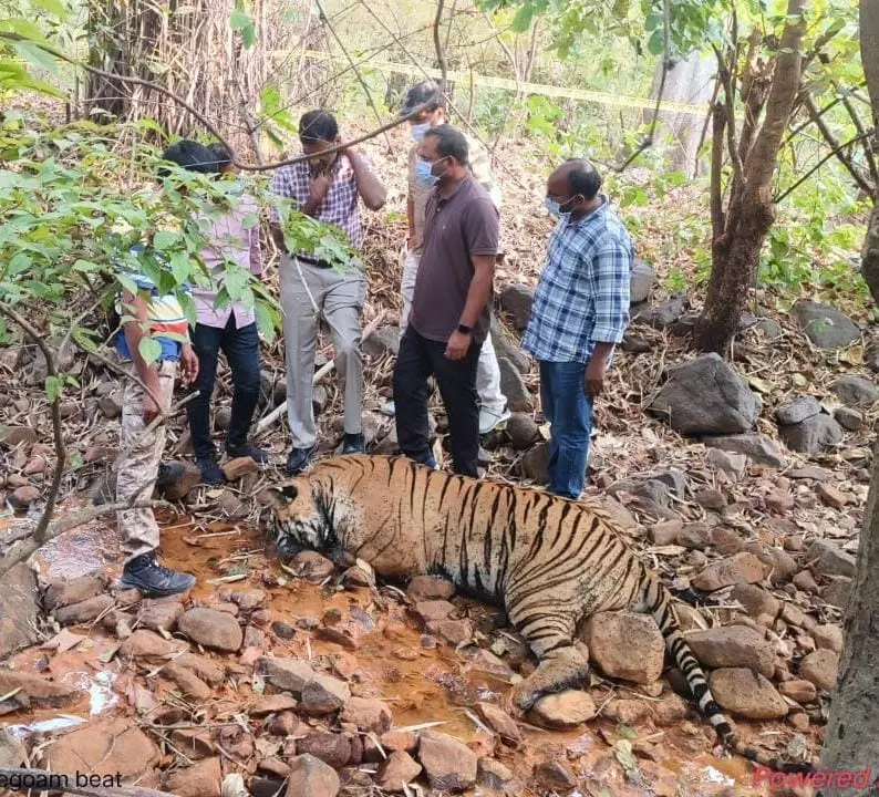 కాగజ్ నగర్ కారడవిలో  పులి హత్య?