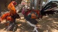 కోడీ కోడీ వన్నేలాడీ..  నువ్వోడితే నే ఇల్లూ వాకిలి అమ్ముకుంటా..