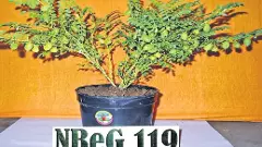 నంద్యాల గ్రామ్-119ను సాగు చేస్తే డబ్బే డబ్బు!!