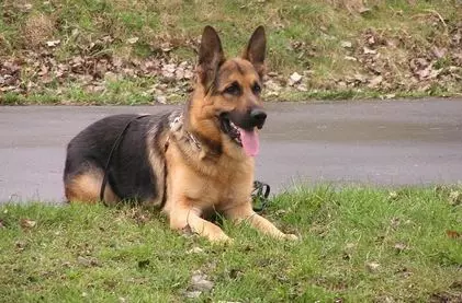 పెంపుడు కుక్కలు ఎన్ని జాతులున్నాయో తెలుసా?