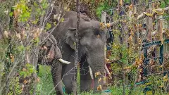 బ్రిటిష్ కాలం నాటి అటవీభూములు వెనక్కి తీసుకుందాం: కర్నాటక