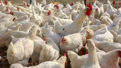 బాబోయ్‌ ఆంధ్రపదేశ్‌లో బర్డ్‌ఫ్లూ