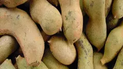 చింత విచిత్రాలు, ఊరు ఆఫ్రికా, పేరు పర్షియన్, ఊరించింది తెలుగోళ్లని