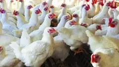 కోళ్ల పరిశ్రమ అతలాకుతలం