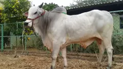 ఆంధ్రా ‘ప్రకాశం’ ఏపార్టీది?