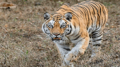 పులి సరే, గిరిజన పునరావాస మెక్కడ?