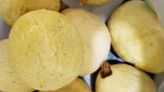 పూవు గాని ఈ పువ్వు  పేరేంటో చెప్పండి చూద్దాం!