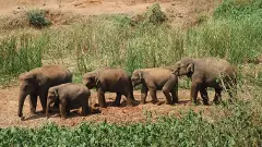 ఏనుగు దాడిలో మృతురాలి కుటుంబానికి పరిహారం