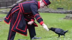 ఆ ఆరు కాకుల లెక్కేమిటీ!  ఈ లండన్ టవర్ కూలడమేమిటీ?