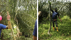 మలేషియా తెలుగు వలస కార్మికుల ‘అరణ్య’ రోదన