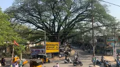 పచ్చారి చెట్టుపై ఒట్టు..!