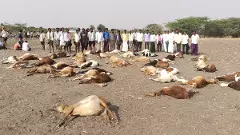 మొక్కజొన్న చేలో అన్ని గొర్రెలు ఎందుకు చచ్చిపోయాయి?