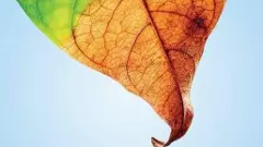 శేషభట్టర్ ‘అనల్పం’లో తారాడే ఆ ఆత్మని  గుర్తు పట్టగలరా?