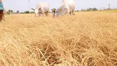 తెలంగాణలో ముంచుకొస్తున్న కరువు