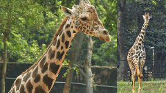 విశాఖ జూలో విషాదం. జీరాఫీ హార్ట్ ఎటాక్ తో మృతి