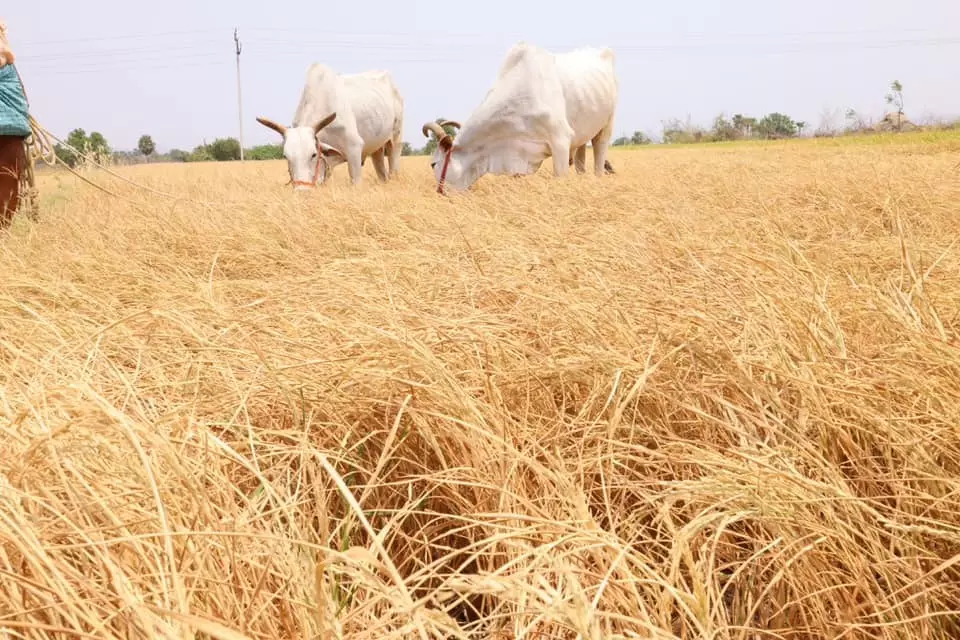 తెలంగాణలో ముంచుకొస్తున్న కరువు