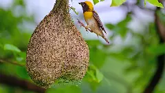 ఎక్కడికి పిలవను నిన్ను?