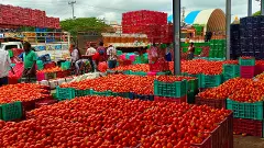 మండనున్న మదనపల్లె యాపిల్