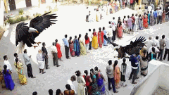 రాబందు లచట.. రాజ్యమేలుట సైతమారంభమయ్యే..