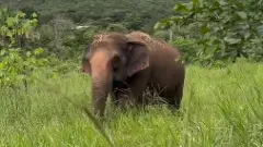 అటవీశాఖలో గుబులు రేపిన ఏనుగు...మళ్ళీ ఏం చేస్తుందో ?