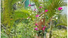 పెరడొక రంగస్థలం! (ఇల్లు సీక్వెల్ కవిత -9)