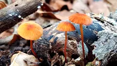 జీపుల్లో  శేషాచలం అడవి  ప్రదక్షిణం