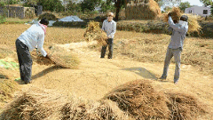 తెలంగాణలో వరి సన్నరకాలపై రాజుకున్న రాజకీయం