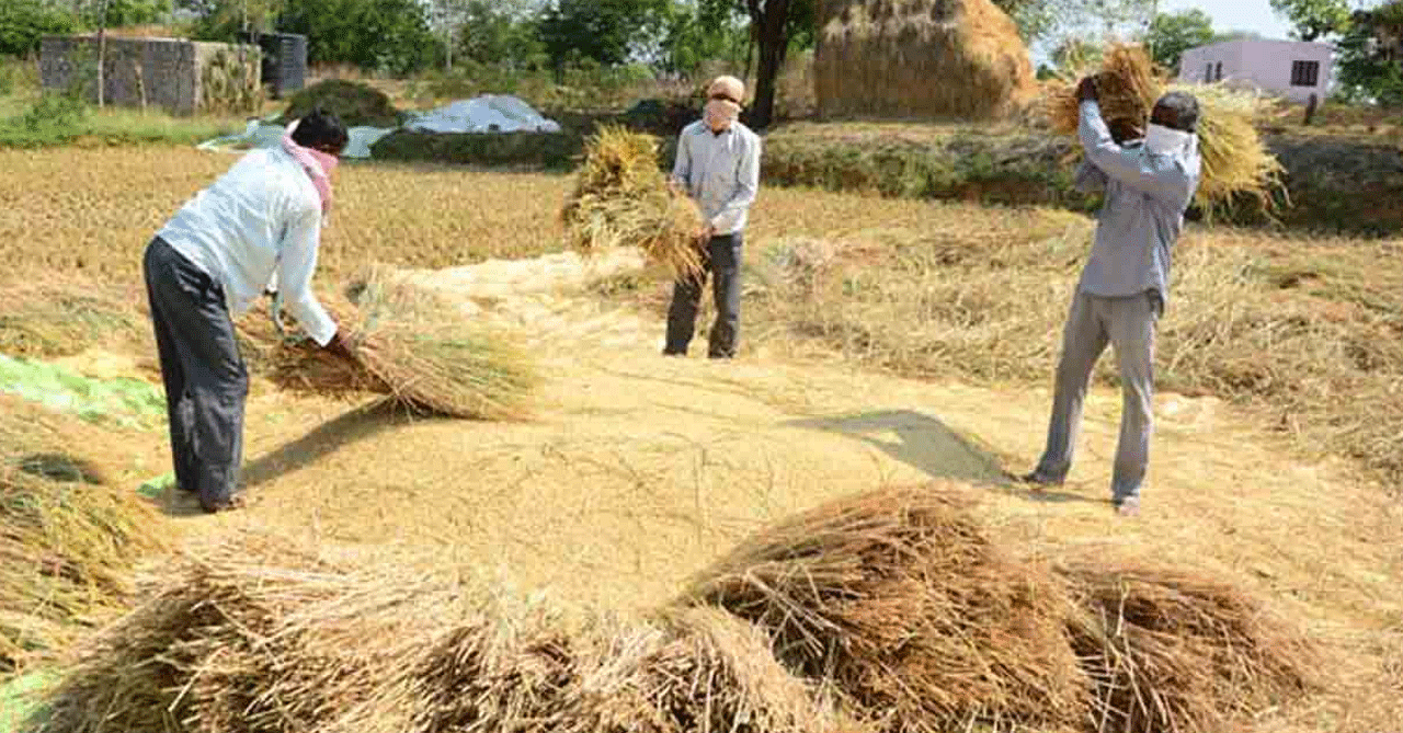 తెలంగాణలో వరి సన్నరకాలపై రాజుకున్న రాజకీయం