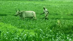 రైతుకు భారమవుతున్న FPO ల నిర్వహణ