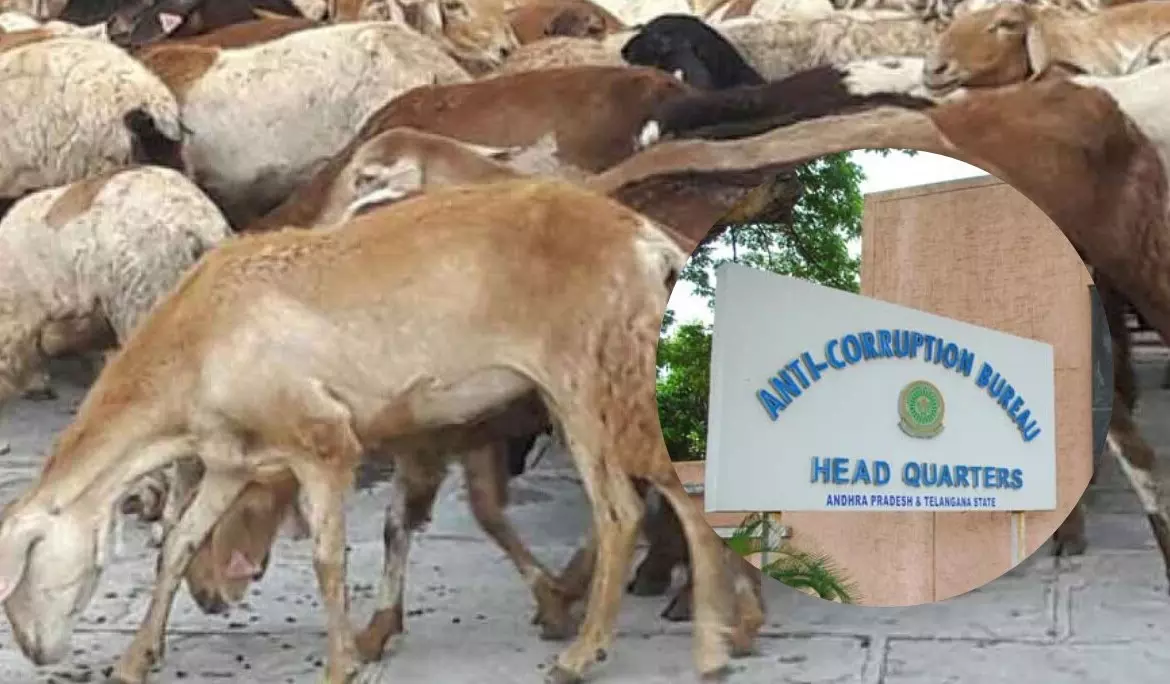 గొర్రెల పంపిణీలో రూ.700కోట్ల గోల్‌మాల్ ఎలా జరిగిందంటే...