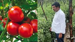 కొండెక్కిన టమోటా.. కోటీశ్వరుడైన మెదక్ రైతు టిప్స్ ఇవే