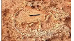 ప్రకాశం జిల్లాలో బయటపడిన పురాతన ఆస్ట్రిచ్ గూడు, ఎన్నివేల ఏళ్ళనాటిదంటే...