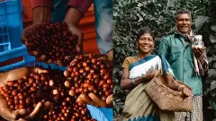 దేశంలో అరకు కాఫీ తుపాన్‌!