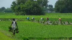 సేద్యానికి అంత సాయంచేస్తున్నా ధరలు తగ్గడం లేదెందుకు?