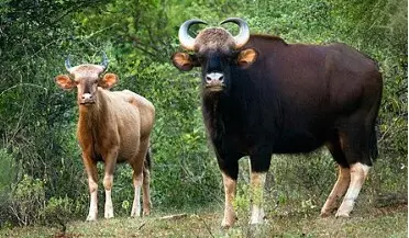 నల్లమలకు రానున్న బాహుబలి