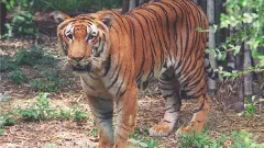 నల్లమల అడవుల్లో పులి గెలిచింది