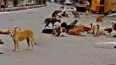 వీధి కుక్కల నియంత్రణకు  సీఎం ఆదేశాలతోనైనా అధికారులు కదిలేనా?