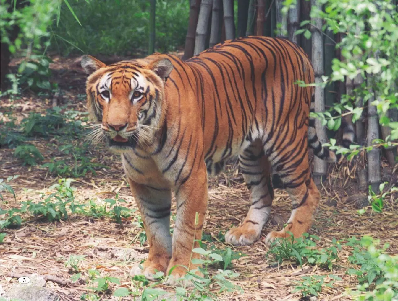 నల్లమల అడవుల్లో పులి గెలిచింది