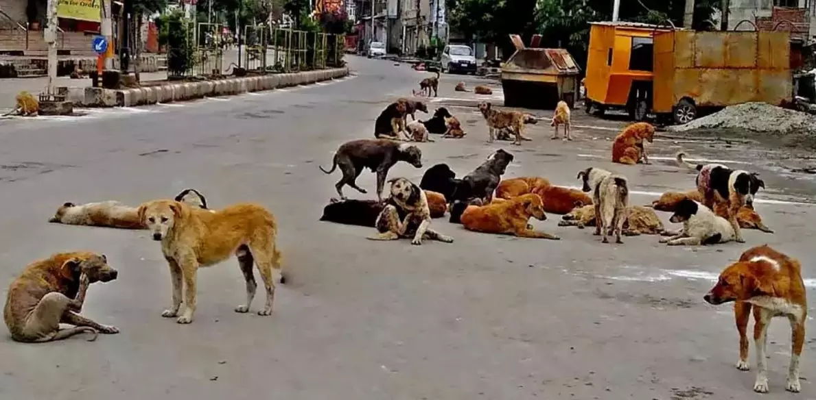 వీధికుక్కల విషయంలో జీహెచ్ఎంసీకి హైకోర్టు కీలక ఆదేశాలు