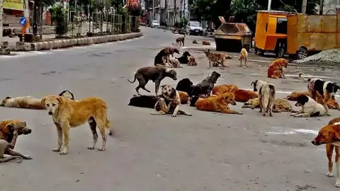 వీధికుక్కల విషయంలో జీహెచ్ఎంసీకి హైకోర్టు కీలక ఆదేశాలు