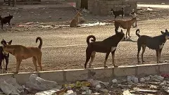 ప్రాణాలు తీస్తున్న వీధికుక్కలను చంపేయండి:ఫోరంఫర్ గుడ్‌గవర్నెన్స్