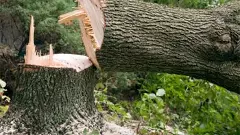 12 లక్షల చెట్లు కొట్టేస్తున్నారు, తెలంగాణలో పర్యావరణ సంక్షోభం