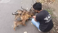 పిల్లల ప్రాణాలు తీస్తున్నా, హైదరాబాద్‌లో వీధి కుక్కల వైభోగమే వేరయా
