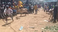 ఆ పల్లెకు  సంక్రాంతి వచ్చింది..!