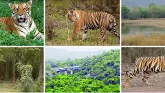 పులుల లెక్కింపు ఎలా చేస్తారో తెలుసా?